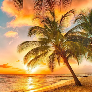 View of palms with the sun setting over the sea in Barbados - Caribbean island