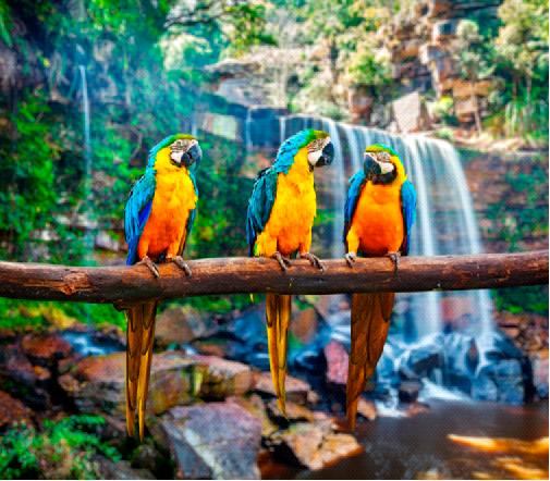 View of colourful macaws (yellow and blue) with a waterfall in the background