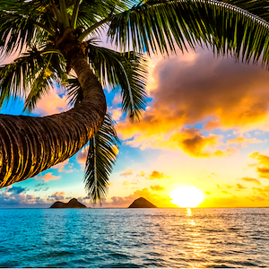 View of the ocean and a palm tree at sunrise in Hawaii, USA